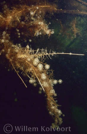 Hart raderdiertjes kolonies ( Lacinularia flosculosa ).