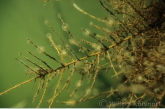Hart raderdiertjes (Lacinularia flosculosa ).