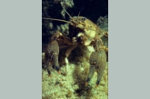 American Crayfish ( Orconectus limosus )