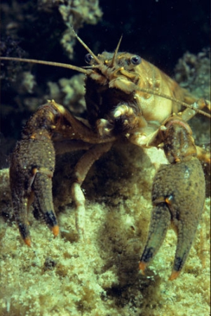 American Crayfish ( Orconectus limosus )