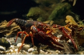 Red Crayfish ( Procambaris clarkii )