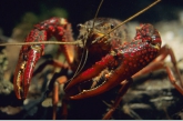 Red Crayfish ( Procambaris clarkii )