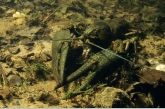 Noble Crayfish ( Astacus astacus )
