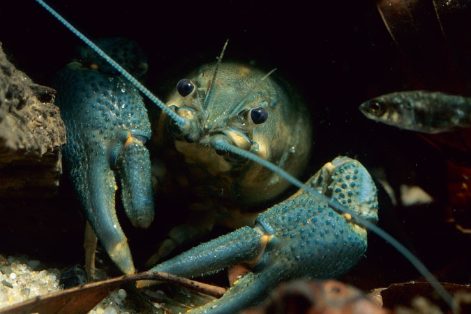 Noble Crayfish ( Astacus astacus )
