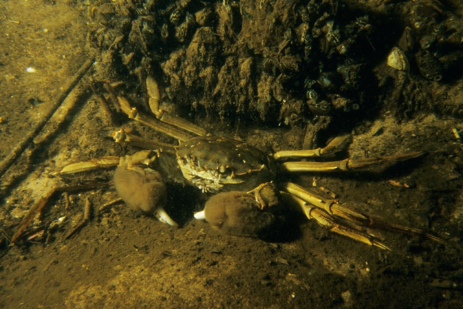 Chinese Mitten Crab ( Eriocheir sinensis )