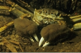 Chinese Mitten Crab ( Eriocheir sinensis )