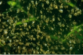Watervlooien ( Daphnia pulex).