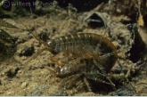 Freshwater Shrimp ( Gammarus pulex ) mating