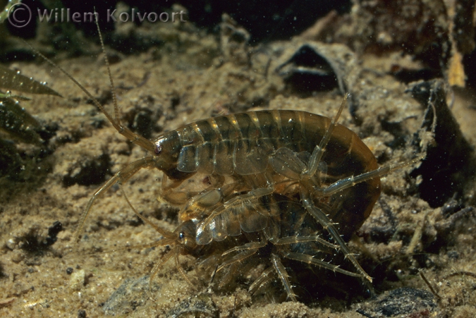 Freshwater Shrimp ( Gammarus pulex ) mating