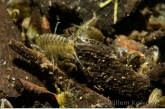 Freshwater Shrimp ( Gammarus pulex ) 