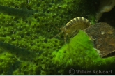 Freswater Shrimp ( Gammarus pulex ) on sponge