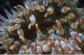 Dahlia anemone ( Utricina felina )