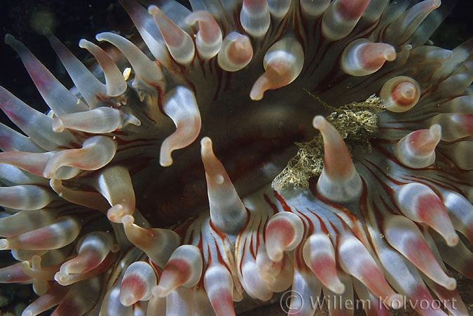 Dahlia anemone ( Utricina felina )