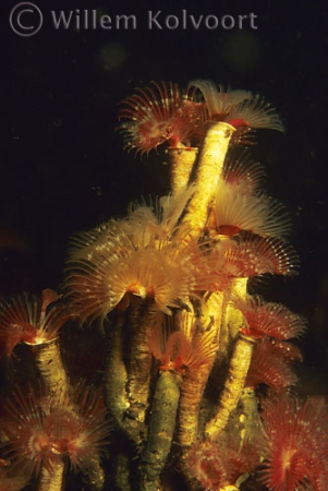 Australian tube-worm ( Ficopomatus enigmaticus )