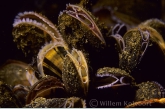 Common mussel ( Mytilus edulis )