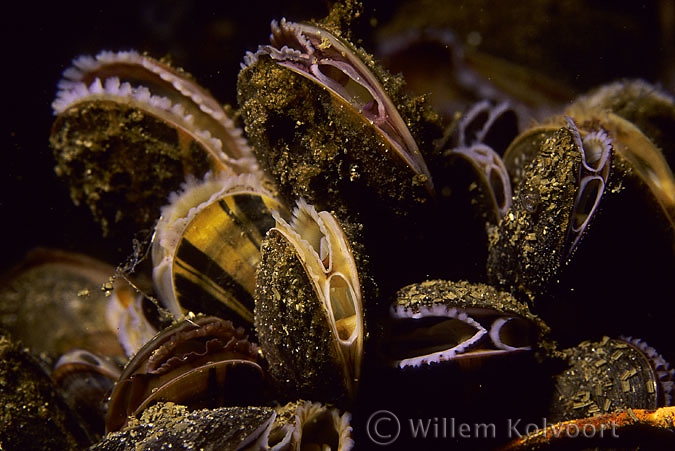 Common mussel ( Mytilus edulis )