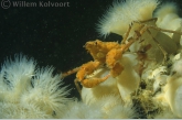 Spinkrabje overgroeid met spons in zeeanjelier