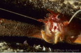 Long-clawed Squad Lobster ( Munida rugosa )