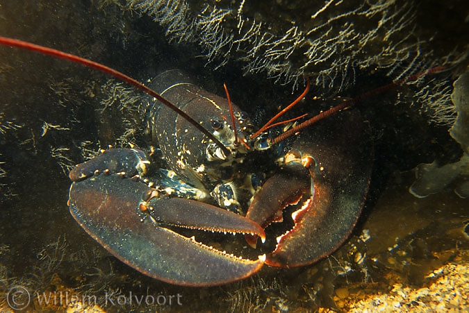 Lobster ( Homarus gammarus )
