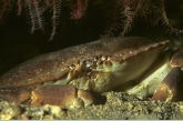 Edible crab ( Cancer pagurus )