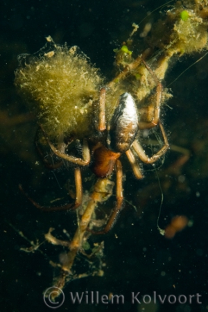 Water Spider ( Argyroneta aquatica )