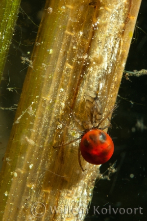 Rode watermijt ( Piona coccinea ).