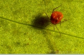 Rode watermijt ( Eylais spec.? ) op lelieblad.