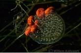 Rode watermijten (Eylais spec. ? ) op slakkeneieren.