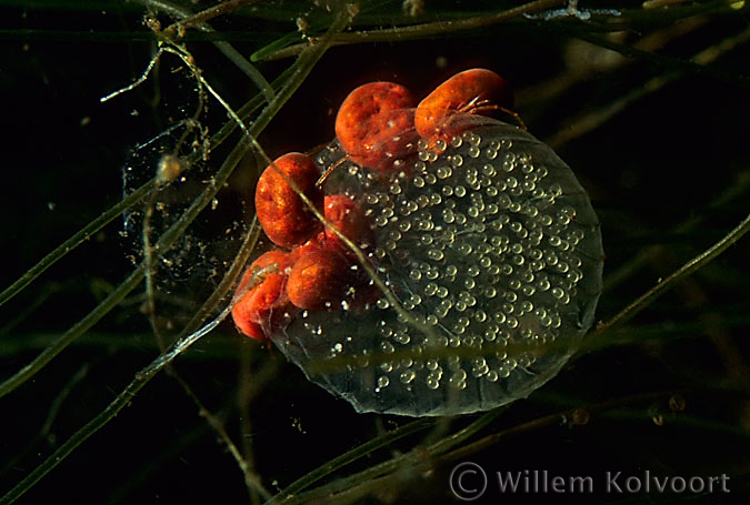 Rode watermijten (Eylais spec. ? ) op slakkeneieren.