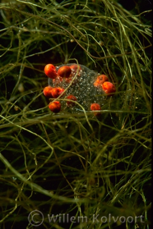 Rode watermijten (Eylais spec.? ) op slakkeneieren.