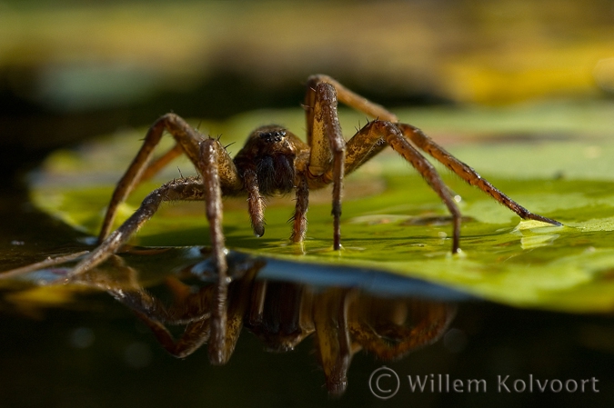 Great Raft Spider ( Dolomedes plantarius )