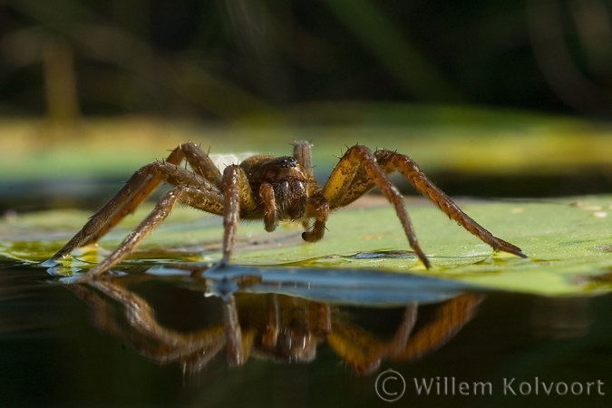 Great Raft Spider ( Dolomedes plantarius )