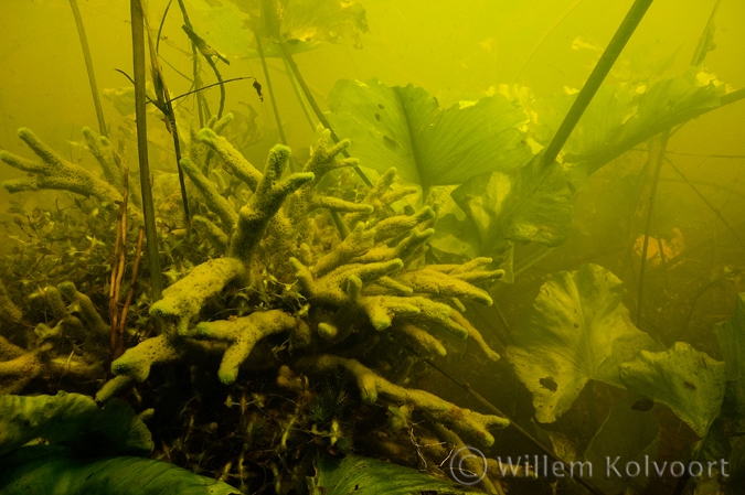Freshwater Sponge and Yellow Water-lily