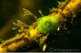 Freshwater Sponge with Moss Animals ( Plumatella fruticosa )