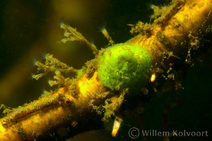 Freshwater Sponge with Moss Animals ( Plumatella fruticosa )