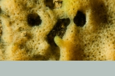 Freshwater Sponge close up