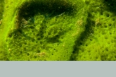 Freshwater Sponge close up