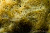Freshwater Sponge with larvae of the Sponge Fly ( Sisyra )