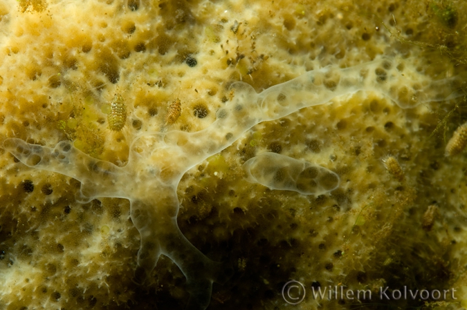 Freshwater Sponge with larvae of the Sponge Fly ( Sisyra )