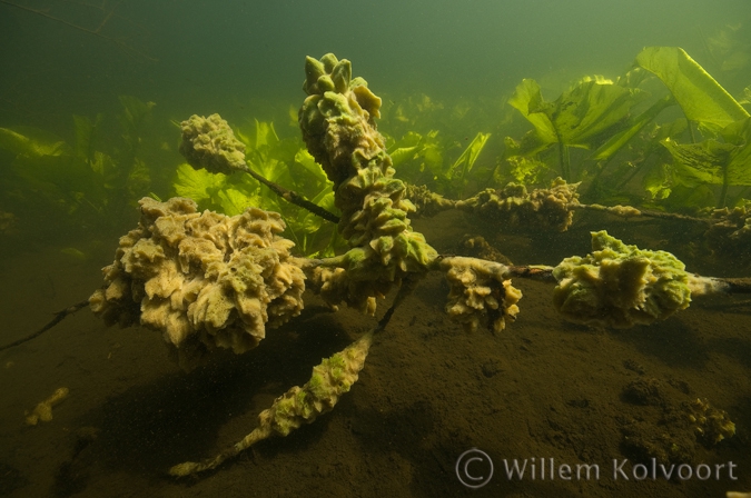 Freshwater Sponge on a dead branch