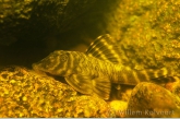 Armoured catfish (Pseudancistrus kwinti)