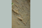 Four-eyed fish ( Anableps anableps ), ( Kutai's) in the Surinam river