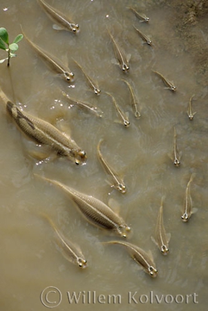 Four-eyed fish ( Anableps anableps ), ( Kutai's) in the Surinam river