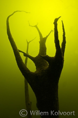 De grillige vormen van een verdronken boom