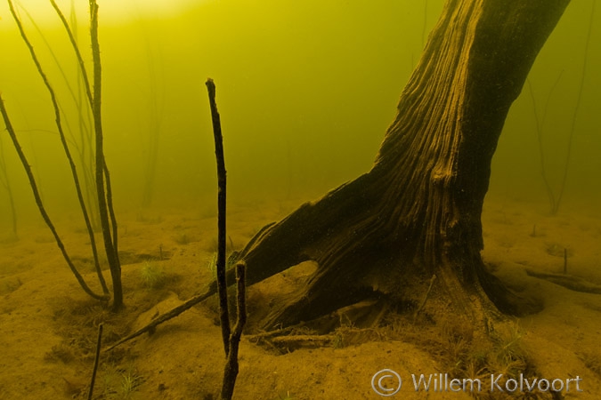 Trunk in shallow water