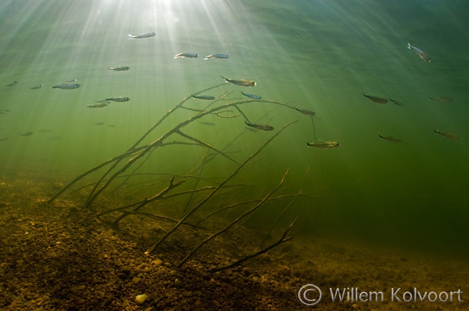 Little fishes ( Bryconops melanurus ) between the branches