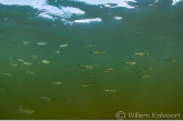 Little fishes ( Bryconops melanurus ) in shallow water