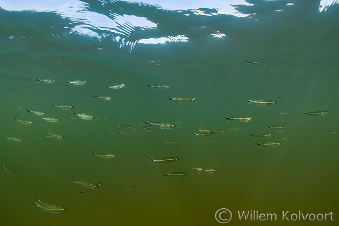 Little fishes ( Bryconops melanurus ) in shallow water