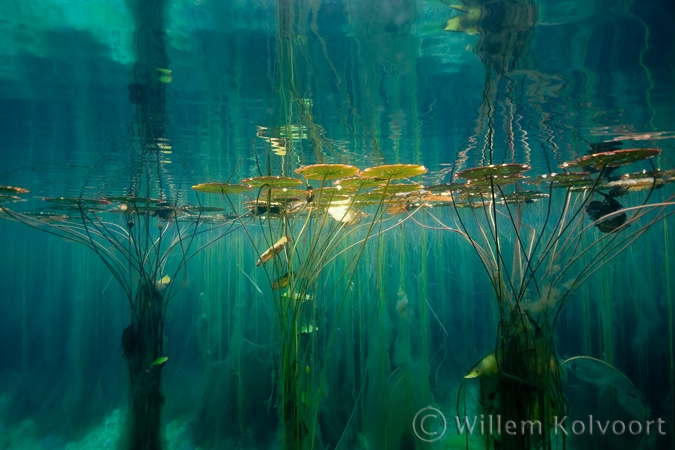 Waterlelies in het Onoribo meertje