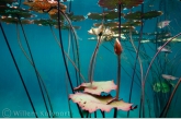 Waterlelie in het Onoribo meertje
